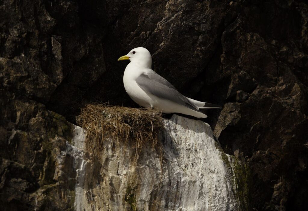 Océanite cul blanc, sur l'île du Grand Colombier à Saint-Pierre et Miquelon, photographie de l'auteur Bruno Letournel