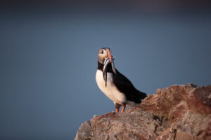 Macareux Moine sur l'île du Grand Colombierà Saint-pierre et Miquelon, photographie de l'auteur Bruno Letournel