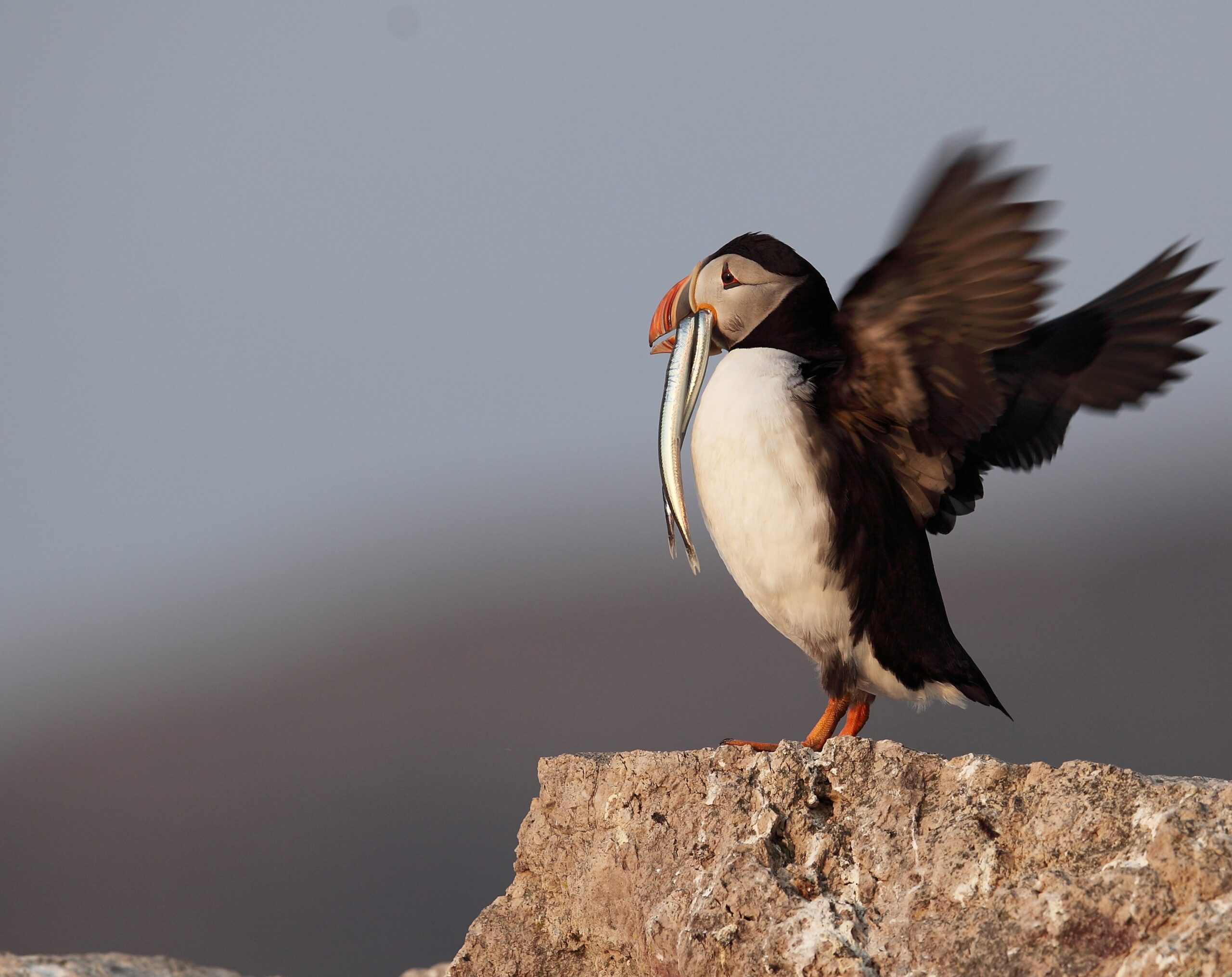 Macareux Moine sur l'île du Grand Colombier à Saint-Pierre et Miquelon, photographie de l'auteur Bruno Letournel.
