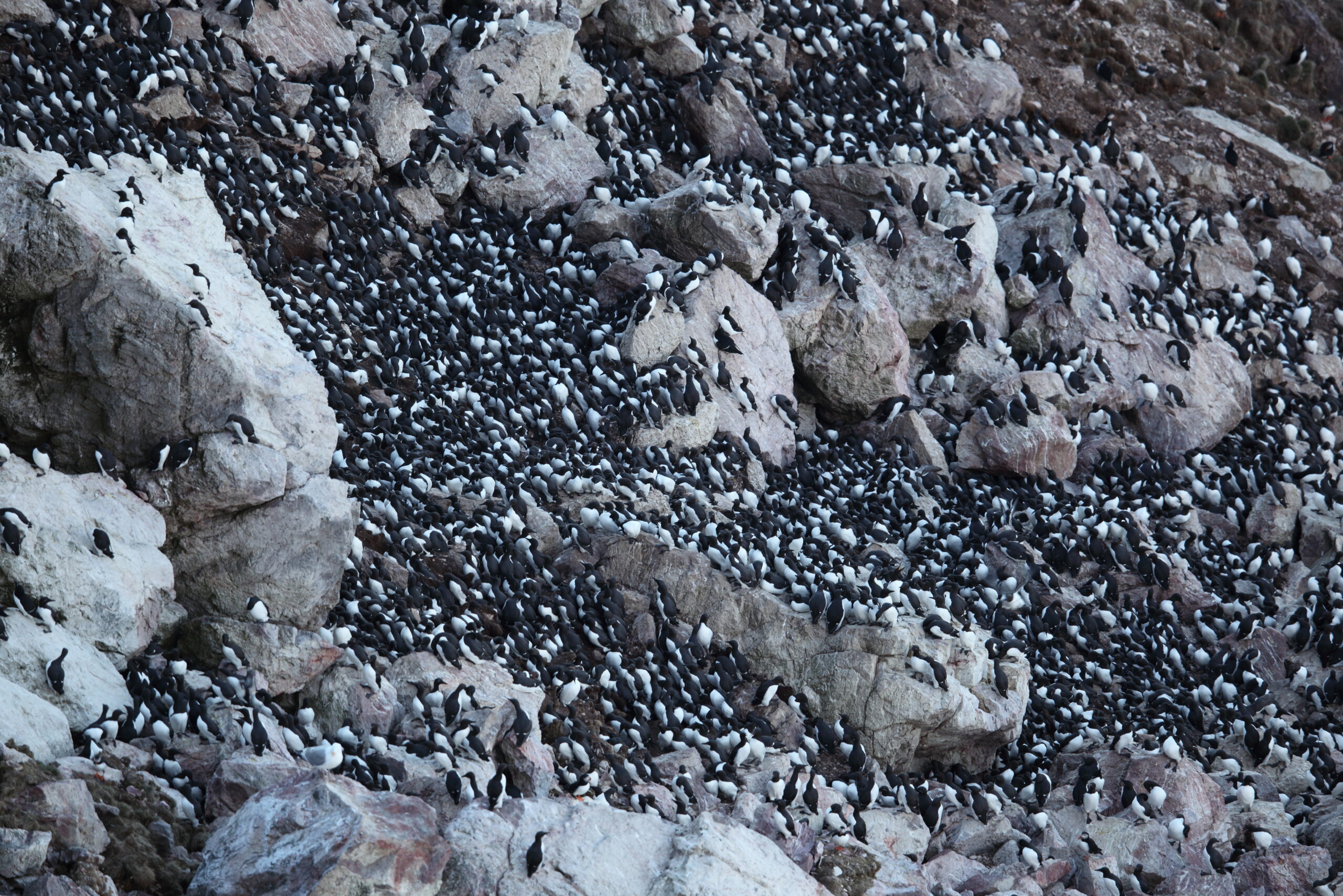 Alcidés, photographie de l'auteur Bruno Letournel